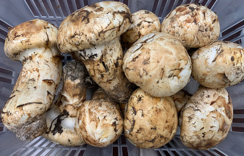 Fresh pine mushrooms (Matsutake) now available in GTA! Only from Naturally North!
