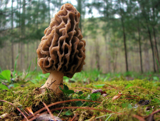Morel mushroom hunting