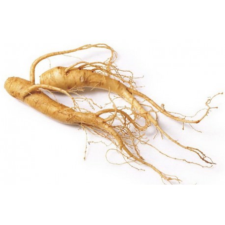 About Korean Ginseng