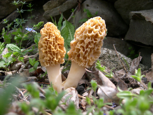 Growing your own morels