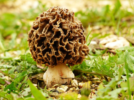 Health benefits of morel mushrooms