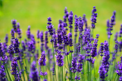 The Beauty of Lavender