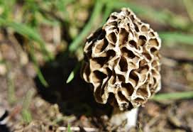 Morel mushroom