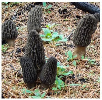 Wild Canadian Morel Mushrooms