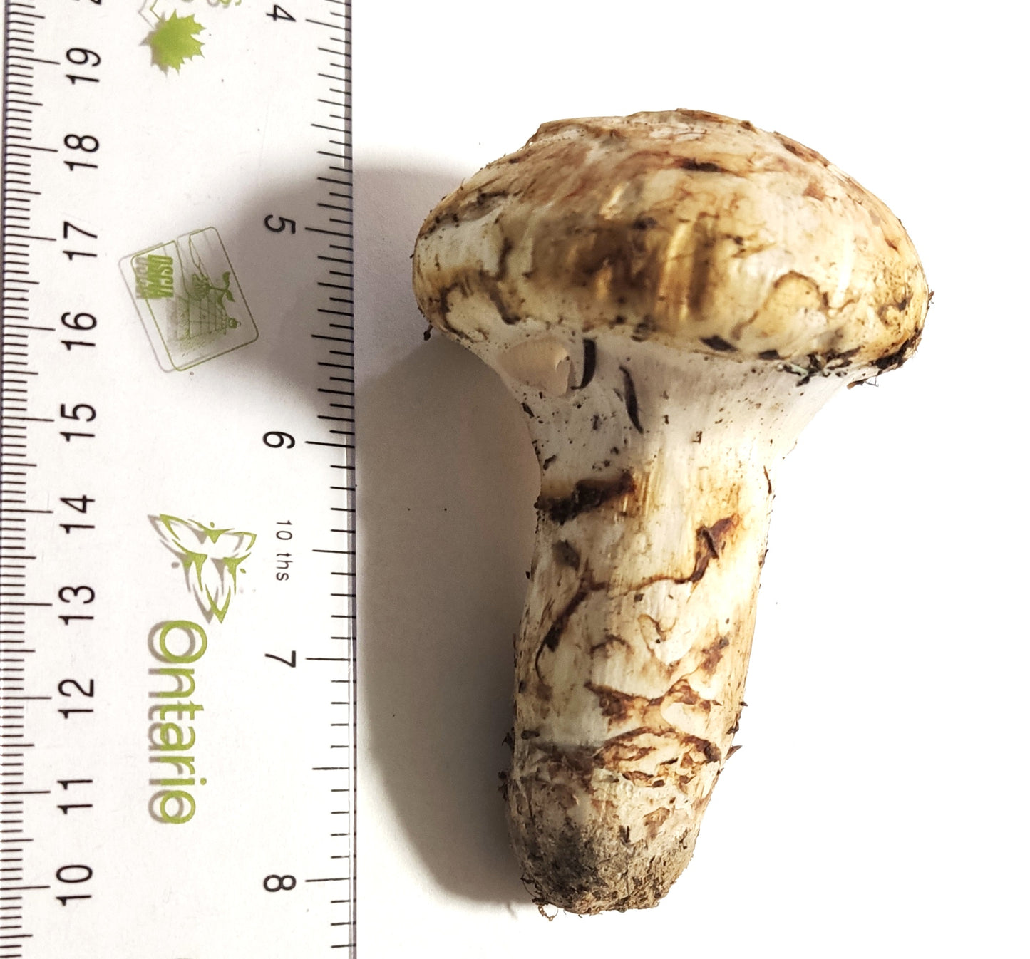 Canadian Fresh Pine (Matsutake) Mushrooms (1kg basket) Please call 6476560668