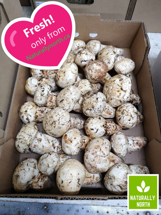Canadian Fresh Pine (Matsutake) Mushrooms (1kg basket) Please call 6476560668