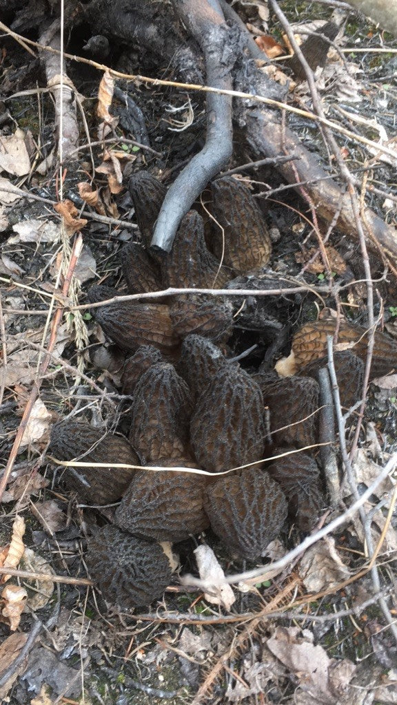 Wild Canadian Morel Mushrooms