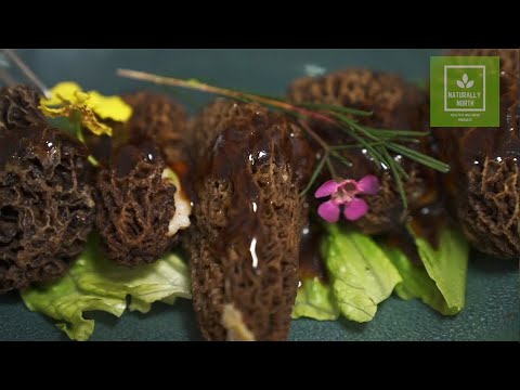 Wild Morel Mushroom