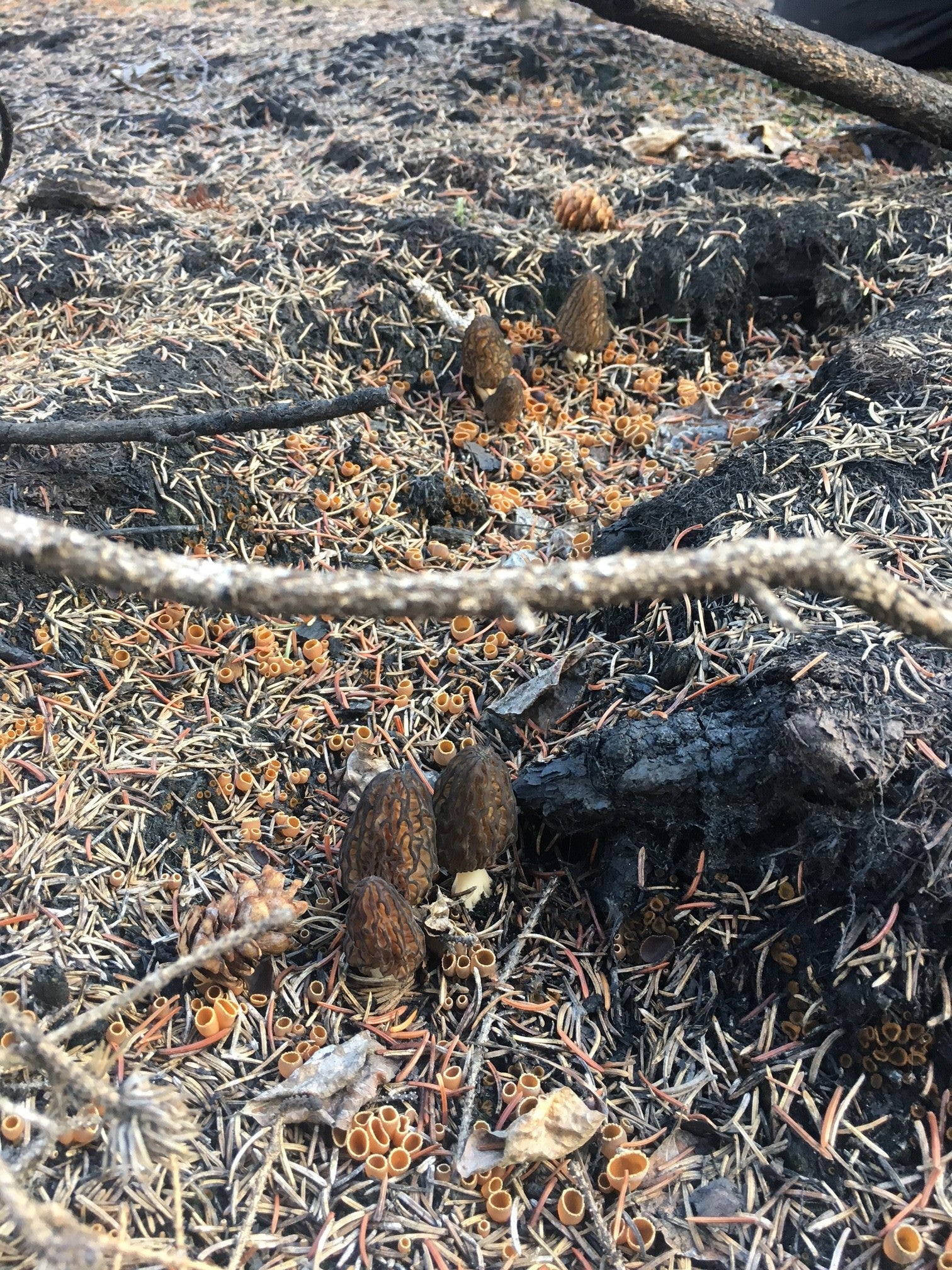 Wild Canadian Morel Mushrooms