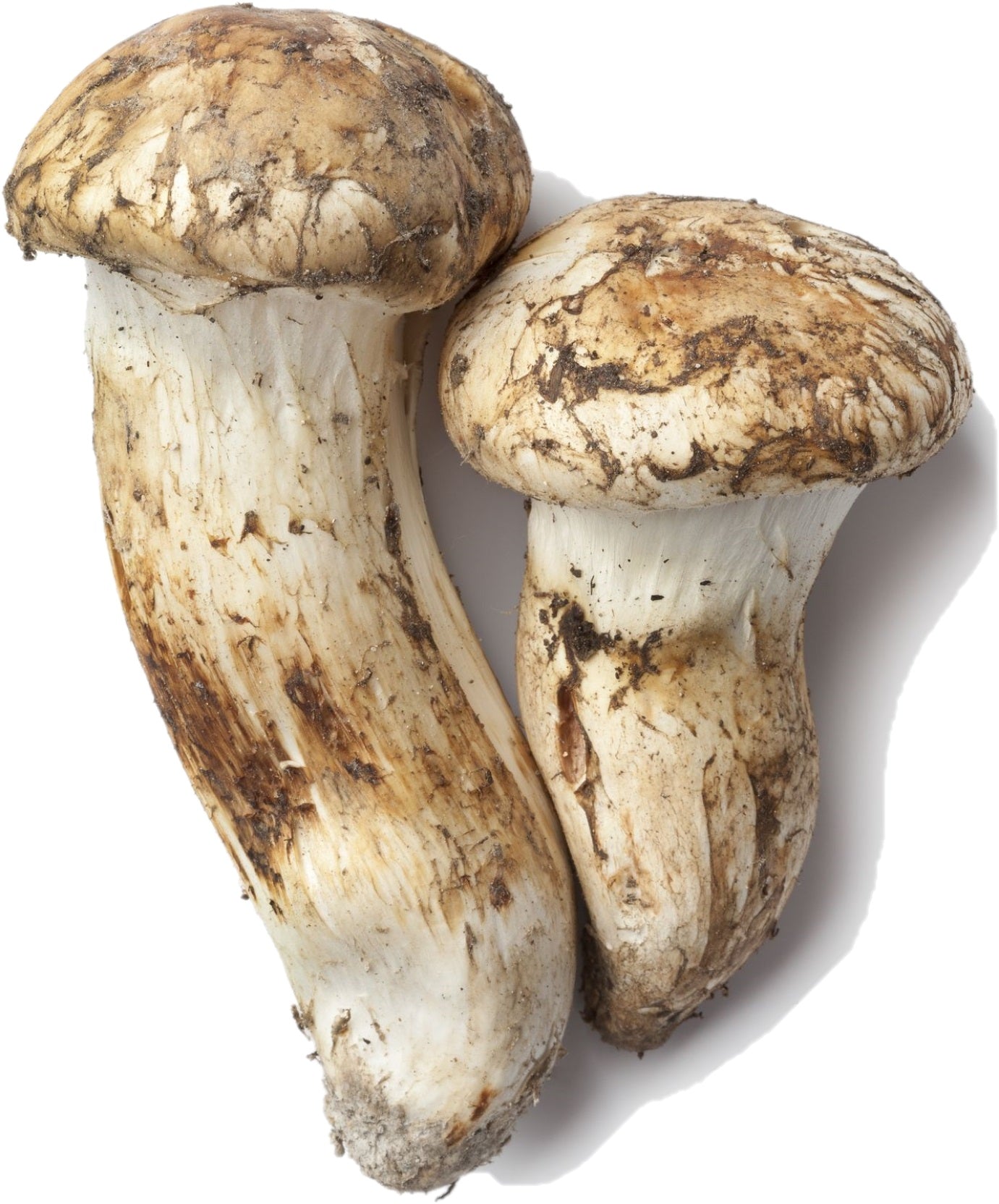 Canadian Fresh Pine (Matsutake) Mushrooms (1kg basket) Please call 6476560668