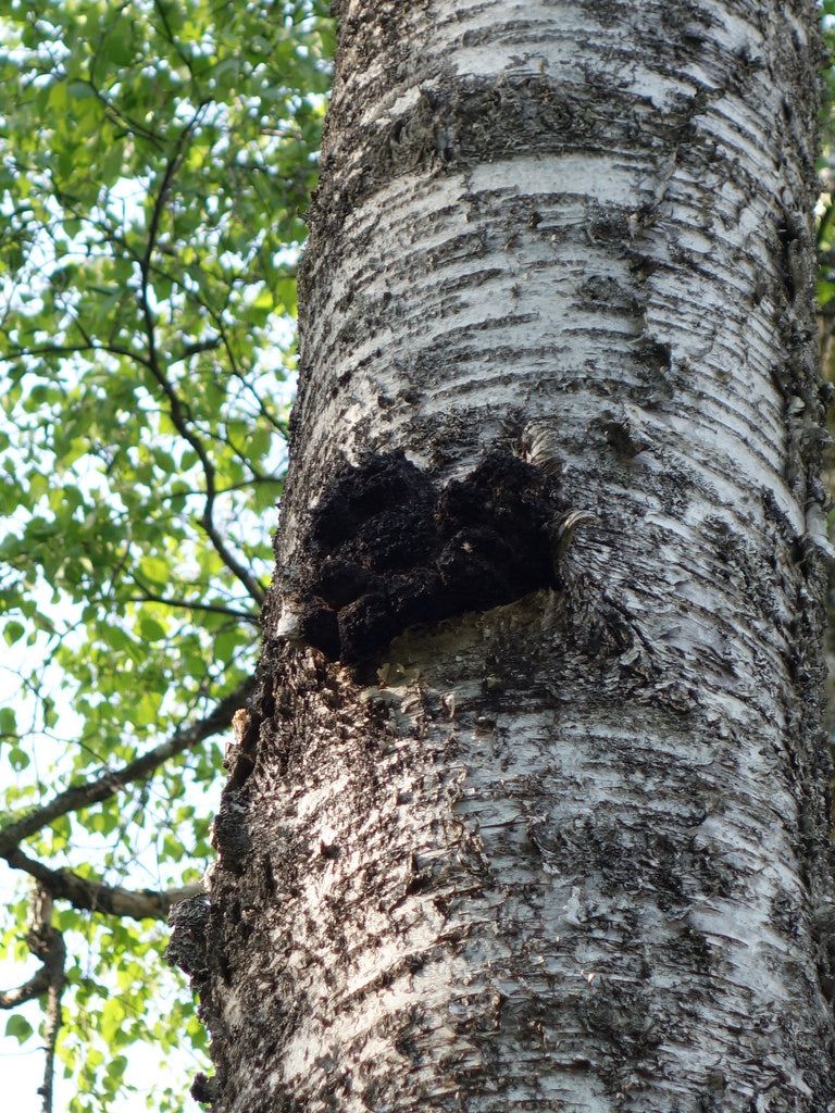 Chaga superfood