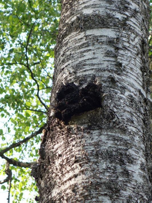 Chaga superfood