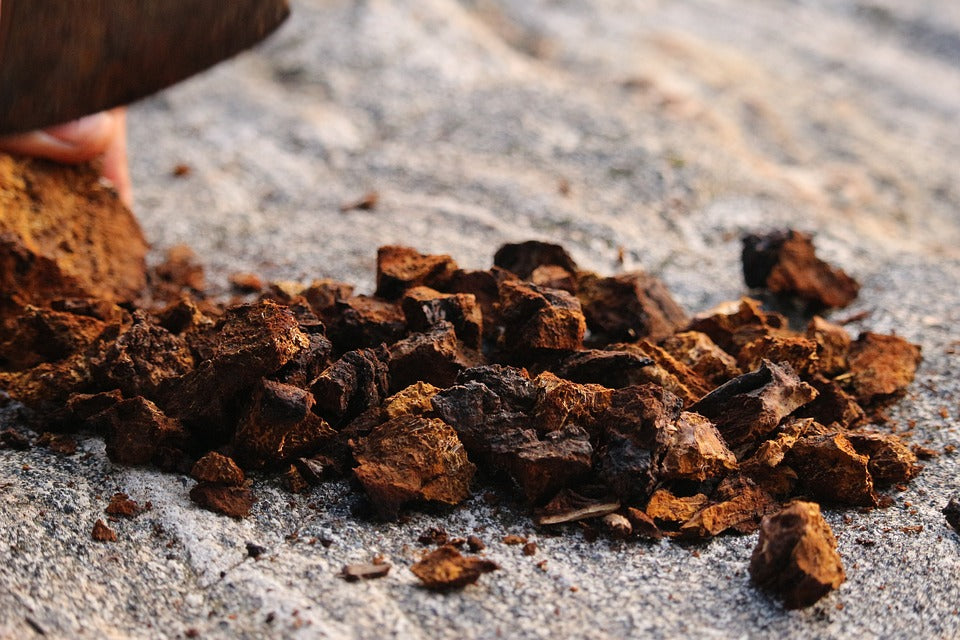 chaga recipes