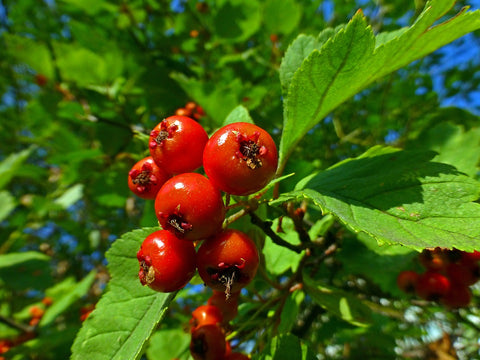 All About the Hawthorn Berry