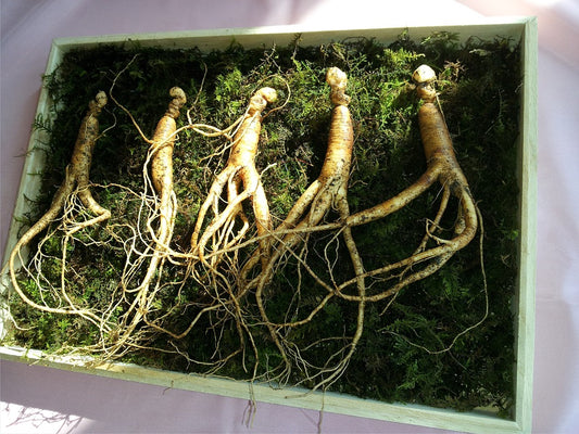 Health advantages of Korean ginseng.