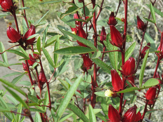 The Magnificence of Roselle