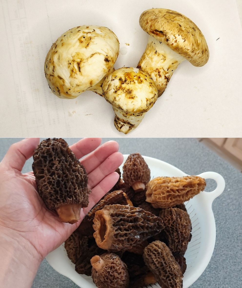 Canadian Wild Foods