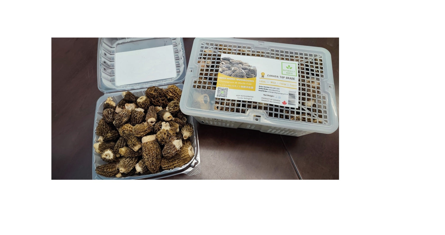 Morels are flew in overnight from BC and deliver to our customers the same day to ensure top quality. It is a world famous delicacy provided by our Canadian wild mushroom harvesters.