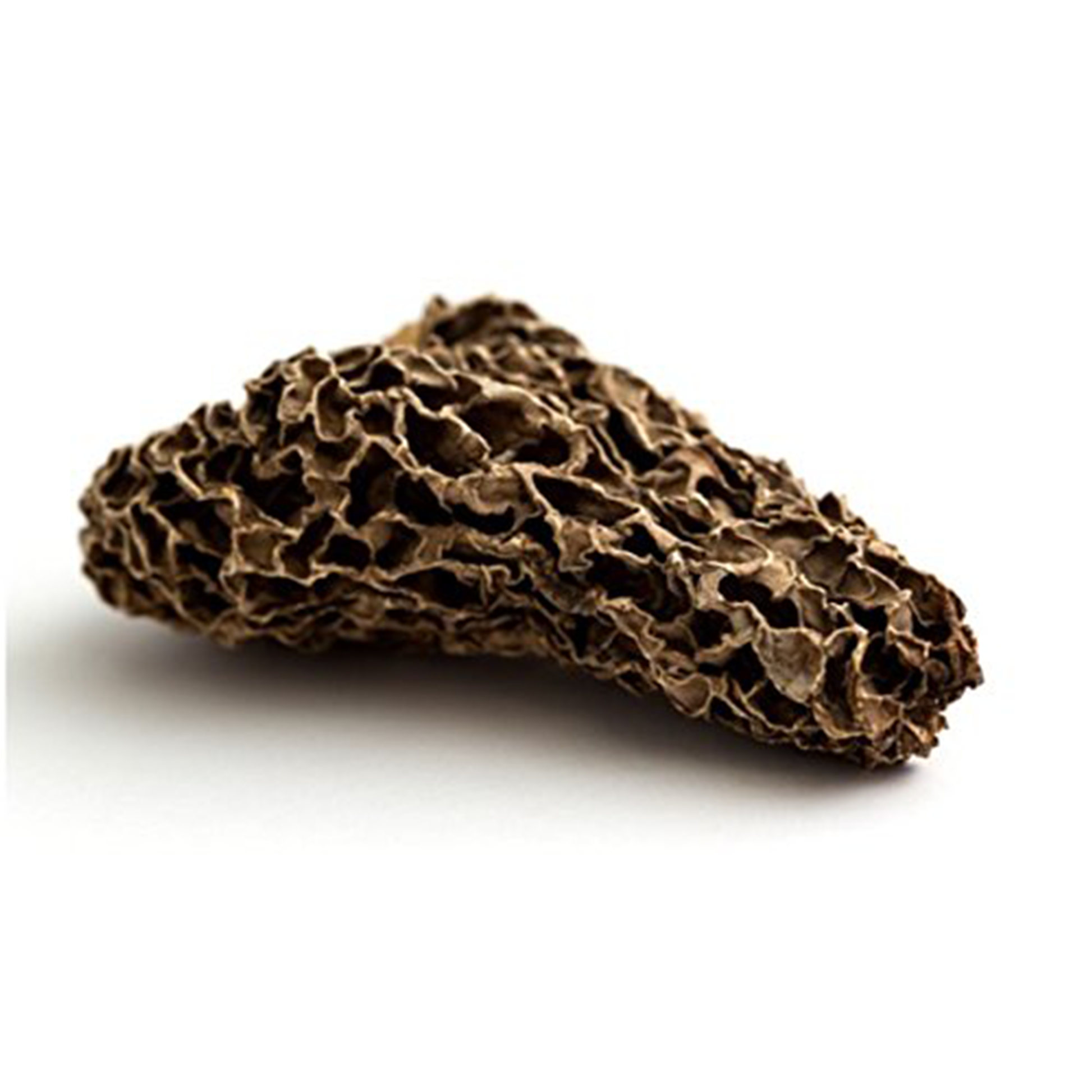 Dried wild Morel Mushroom