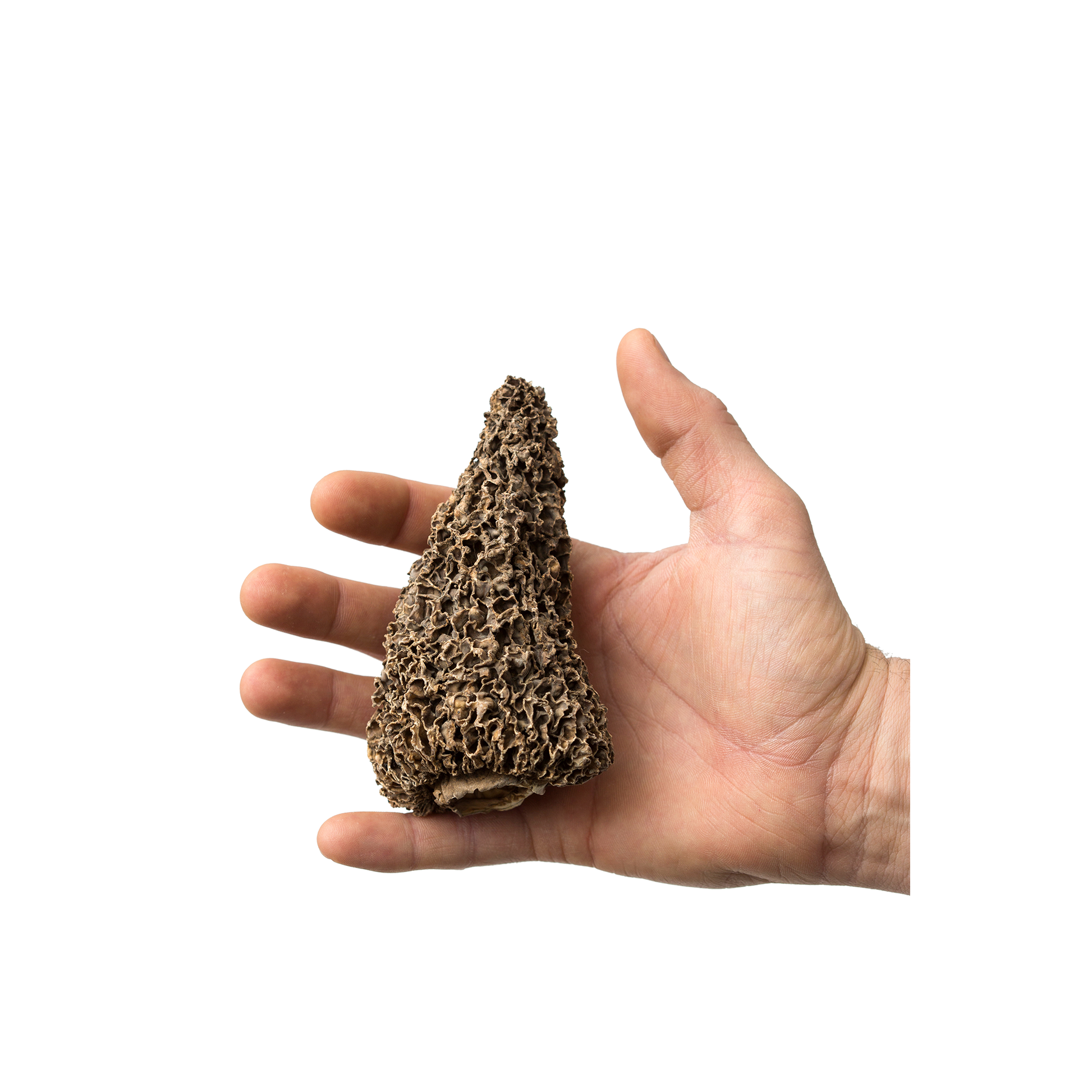 Dried Wild Morel Mushroom